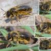 Andrena rhenana